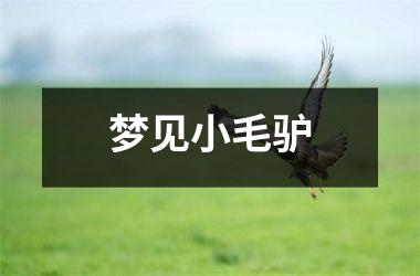 <h3>梦见小毛驴