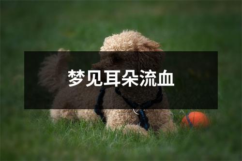 梦见耳朵流血