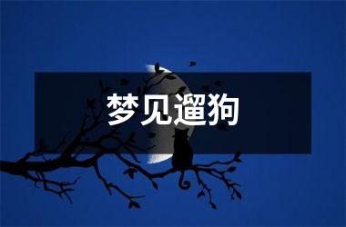 <h3>梦见遛狗