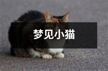 <h3>梦见小猫