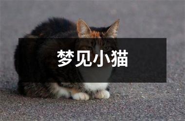 梦见小猫