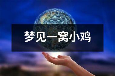 <h3>梦见一窝小鸡