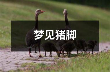 <h3>梦见猪脚