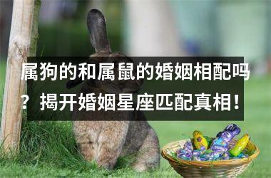 属狗的和属鼠的婚姻相配吗？揭开婚姻星座匹配真相！
