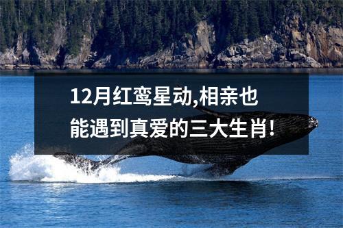 <h3>12月红鸾星动,相亲也能遇到真爱的三大生肖!