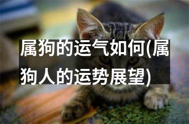 <h3>属狗的运气如何(属狗人的运势展望)