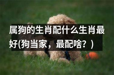 <h3>属狗的生肖配什么生肖好(狗当家，配啥？)