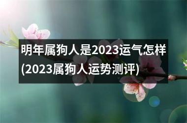<h3>明年属狗人是2025运气怎样(2025属狗人运势测评)