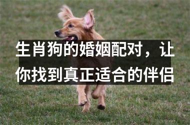 <h3>生肖狗的婚姻配对，让你找到真正适合的伴侣