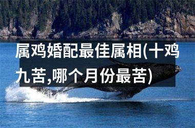 <h3>属鸡婚配佳属相(十鸡九苦,哪个月份苦)