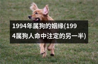 <h3>1994年属狗的姻缘(1994属狗人命中注定的另一半)