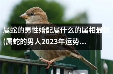 <h3>属蛇的男性婚配属什么的属相最好(属蛇的男人2025年运势如何)