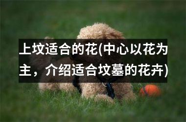 <h3>上坟适合的花(中心以花为主，介绍适合坟墓的花卉)