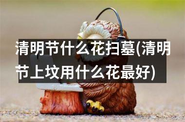 <h3>清明节什么花扫墓(清明节上坟用什么花最好)