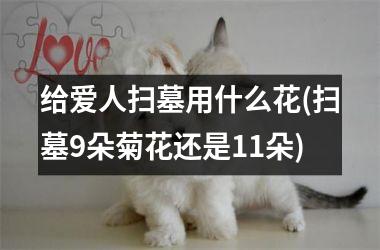 <h3>给爱人扫墓用什么花(扫墓9朵菊花还是11朵)