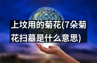 <h3>上坟用的菊花(7朵菊花扫墓是什么意思)