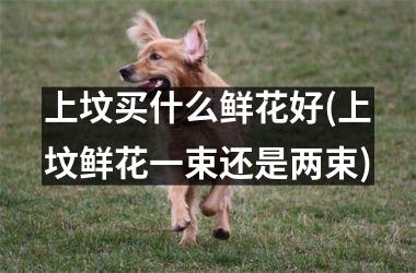 <h3>上坟买什么鲜花好(上坟鲜花一束还是两束)