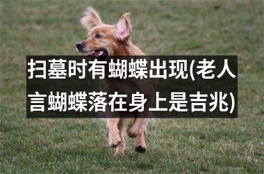 <h3>扫墓时有蝴蝶出现(老人言蝴蝶落在身上是吉兆)