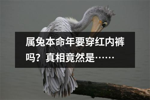 <h3>属兔本命年要穿红内裤吗？真相竟然是……