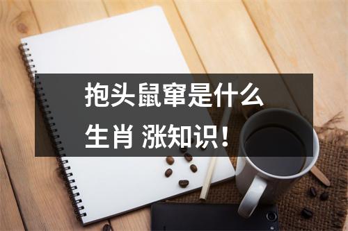 抱头鼠窜是什么生肖涨知识！