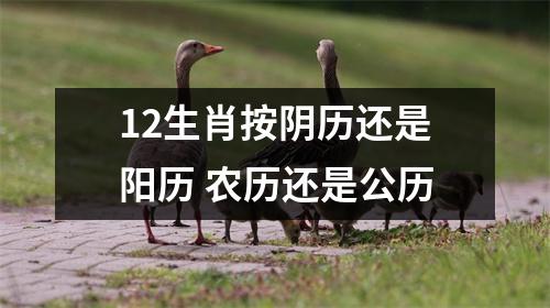 <h3>12生肖按阴历还是阳历农历还是公历