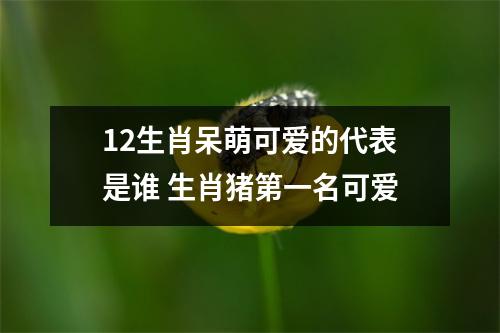 <h3>12生肖呆萌可爱的代表是谁生肖猪第一名可爱