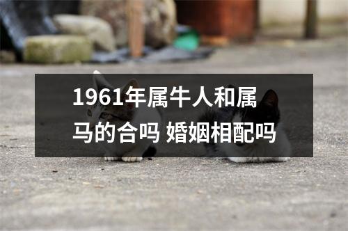 1961年属牛人和属马的合吗婚姻相配吗