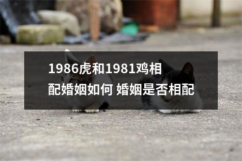 <h3>1986虎和1981鸡相配婚姻如何婚姻是否相配