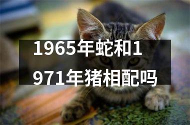 1965年蛇和1971年猪相配吗