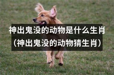 <h3>神出鬼没的动物是什么生肖（神出鬼没的动物猜生肖）