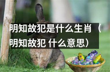 明知故犯是什么生肖（明知故犯 什么意思）