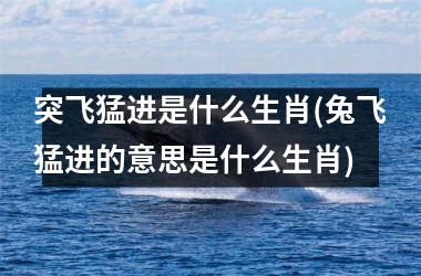 突飞猛进是什么生肖(兔飞猛进的意思是什么生肖)