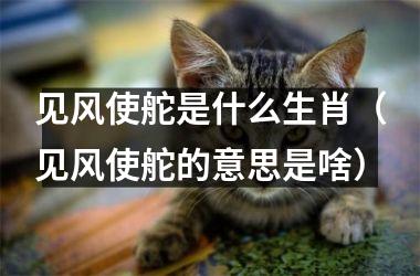 <h3>见风使舵是什么生肖（见风使舵的意思是啥）