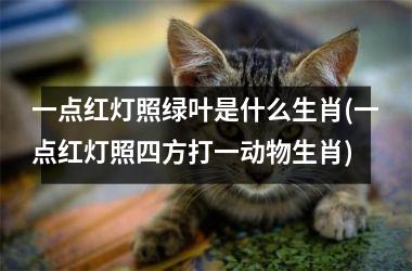 一点红灯照绿叶是什么生肖(一点红灯照四方打一动物生肖)