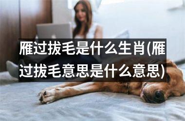 <h3>雁过拔毛是什么生肖(雁过拔毛意思是什么意思)