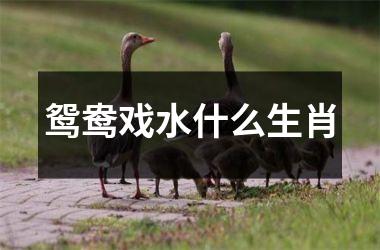 <h3>鸳鸯戏水什么生肖