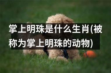 <h3>掌上明珠是什么生肖(被称为掌上明珠的动物)