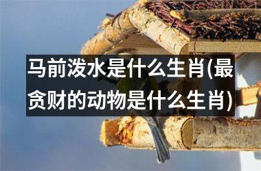 马前泼水是什么生肖(贪财的动物是什么生肖)