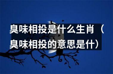 <h3>臭味相投是什么生肖（臭味相投的意思是什）