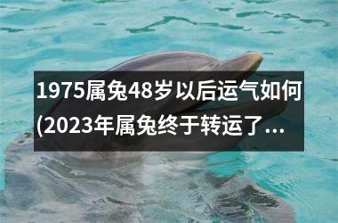 <h3>1975属兔48岁以后运气如何(2025年属兔终于转运了)