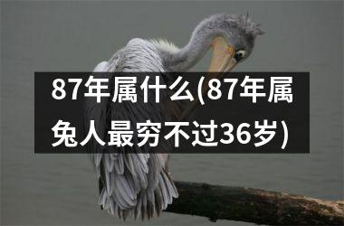 <h3>87年属什么(87年属兔人穷不过36岁)