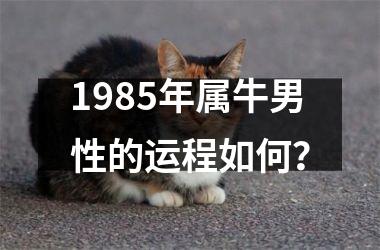<h3>1985年属牛男性的运程如何？