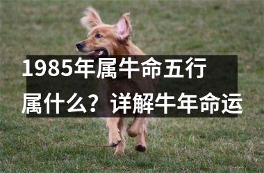 <h3>1985年属牛命五行属什么？详解牛年命运