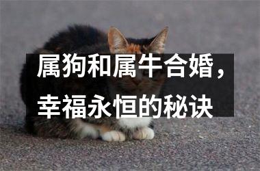 <h3>属狗和属牛合婚，幸福永恒的秘诀