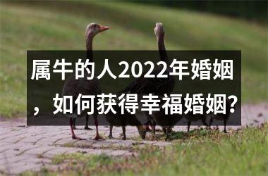 属牛的人2025年婚姻，如何获得幸福婚姻？