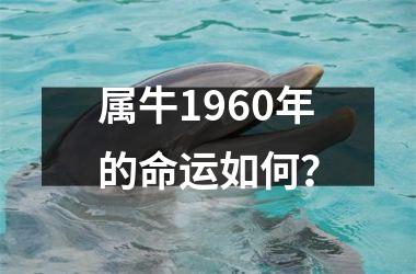<h3>属牛1960年的命运如何？