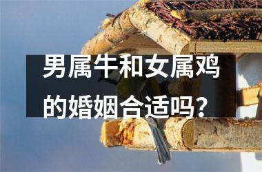 男属牛和女属鸡的婚姻合适吗？