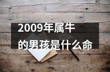 2009年属牛的男孩是什么命