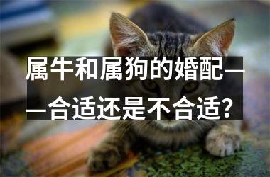 <h3>属牛和属狗的婚配——合适还是不合适？