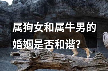 属狗女和属牛男的婚姻是否和谐？